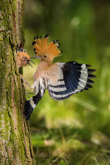 The hoopoe is feeding its chick. Still is flying and putting some insect in its beak. Typical forest environment with green background © Petr Šimon