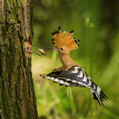 The hoopoe is feeding its chick. Still is flying and putting some insect in its beak. Typical forest environment with green background