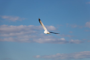 A seagull in the air.