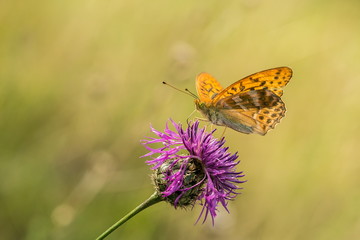 Bright orange and black spotted butterfly, Argynnis paphia, sitting on violet thistle flower in a meadow, transparent wings, summer day, contrast colors, blurry green background, copy space