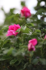 pink rose in the garden