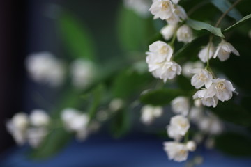 white flowers of a tree in spring