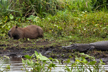 Dark alligator (Caiman yacare) and male Capybara in Esteros del Ibera, Argentina.