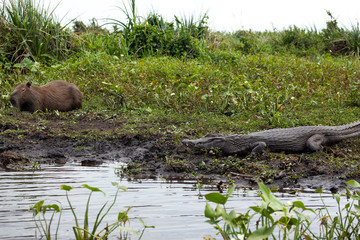 Dark alligator (Caiman yacare) and male Capybara in Esteros del Ibera, Argentina.