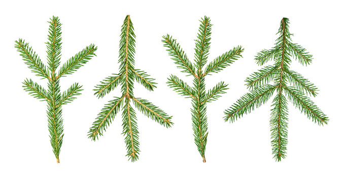 A fir tree Abies sibirica branch is isolated on a white background