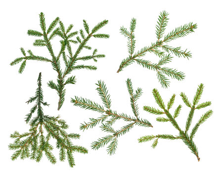 Set of fir branches isolated on white background.