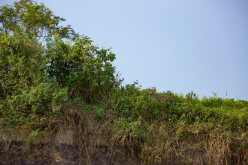 Fototapeta na wymiar Brazilian Pantanal: The Jaguar