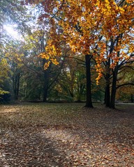 Idyllische Herbstlandschaft im Park mit buntem Blattwerk