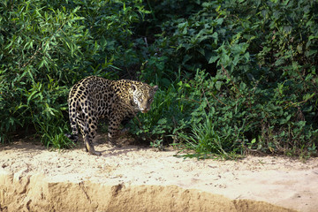 Brazilian Pantanal: The Jaguar