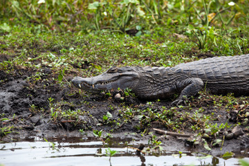 Dark alligator (Caiman yacare) in Esteros del Ibera, Argentina.