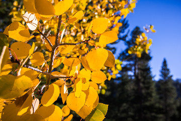 Close up of colorful aspen leaves on a sunny autumn day, Eastern Sierra mountains, California