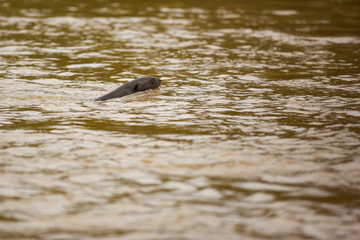 Brazilian Pantanal: Giant Otter