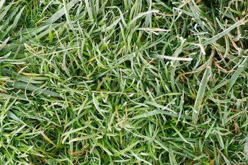frost on lawn grass and leaves of trees close-up in autumn. The concept of the first frost