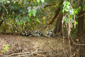 Fototapeta na wymiar Brazilian Pantanal: The Jaguar