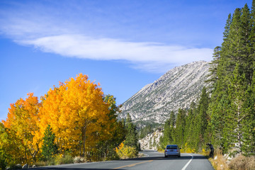 Travelling on a winding road lined up with colorful aspen trees
