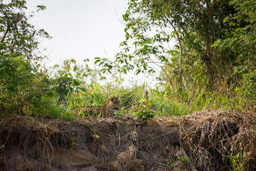 Brazilian Pantanal: The Jaguar