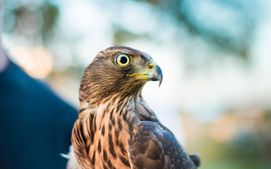Beautiful falcon