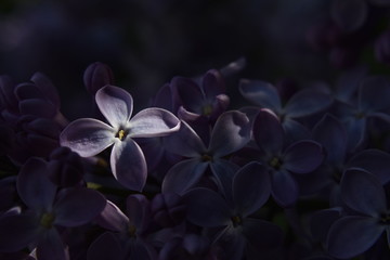Flor de lila iluminada por rayo de sol del atardecer