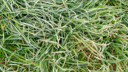 frost on lawn grass and leaves of trees close-up in autumn. The concept of the first frost