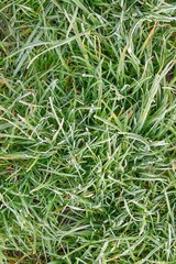 frost on lawn grass and leaves of trees close-up in autumn. The concept of the first frost