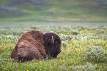 Fauna of Yellowstone: Bison © Pedro H C Pinheiro