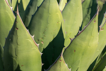 Agave detail