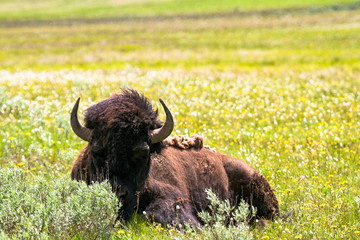 Fauna of Yellowstone: Bison © Pedro H C Pinheiro