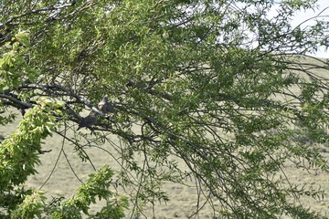 Pareja de palomas sobre el arbol cuidando el nido