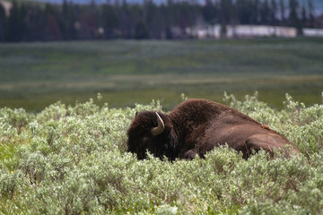 Fauna of Yellowstone: Bison