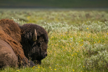 Fauna of Yellowstone: Bison © Pedro H C Pinheiro