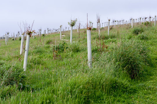 Plastic tree guards on young saplings in a field on the Cornish coast, Roseland Peninsula, Cornwall, UK
