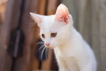 Beautiful little cat