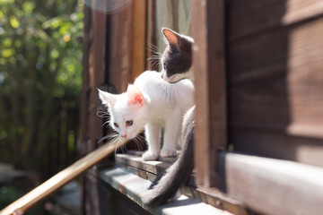 Beautiful little cat