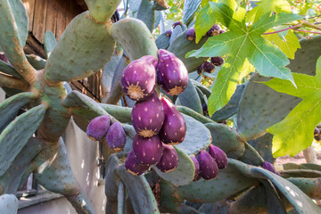 prickly pear fruit on a cactus