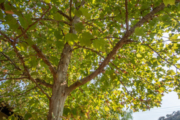 tree in summer