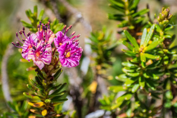 Close up of Purple mountain heath Phyllodoce breweri wildflowers blooming in the Eastern Sierra mountains, California