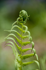 blue waters of the okefenokee 1