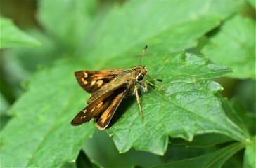 Moth on Leaf