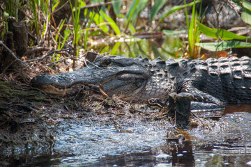 alligator in the okefenokee swamp 5