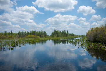 blue waters of the okefenokee 1