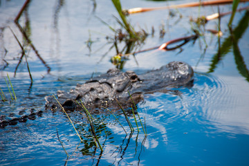 alligator in the okefenokee swamp 3