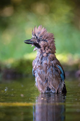 Eurasian Jay, Garrulus glandarius is sitting at the forest waterhole, reflecting in the  surface, preparing for the bath, colorful background and nice soft light, nice typical blue wing s feathers ..