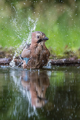 Eurasian Jay, Garrulus glandarius is sitting at the forest waterhole, reflecting in the  surface, preparing for the bath, colorful background and nice soft light, nice typical blue wing s feathers ..