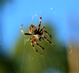 Spider in Web