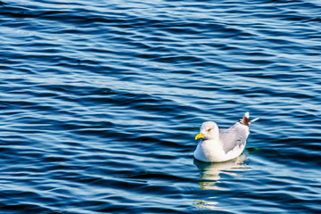 Seagull floating in the Oosterschelde at Neeltje Jans island in Zeeand Province in the Netherlands 