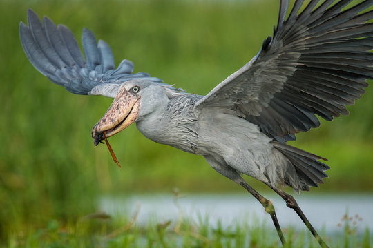 The majestic bird of the wetlands and an excellent fisherman is in typical green environment. It just caugh its prey - fish and flying away. The Shoebill (balaeniceps rex) or Shoe-Billed Stork..