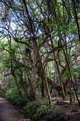 Mokoroa Falls Track, Waitakere, New Zealand