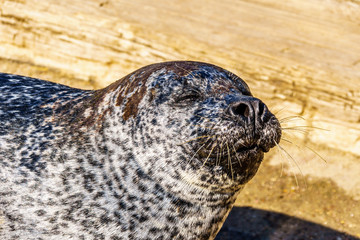 Close up of a Seal Head at Neeltje Jans island at the Delta Works Surge Barrier island in the province of Zeeland in the Netherland