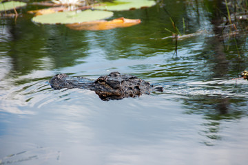 alligator in the okefenokee swamp 1