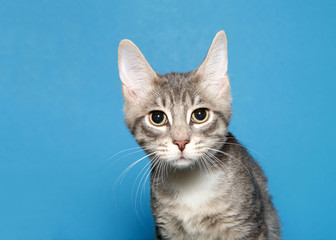 Portrait of an adorable grey and white kitten looking directly at viewer with wide eyes, pupils fully dilated. Blue background.